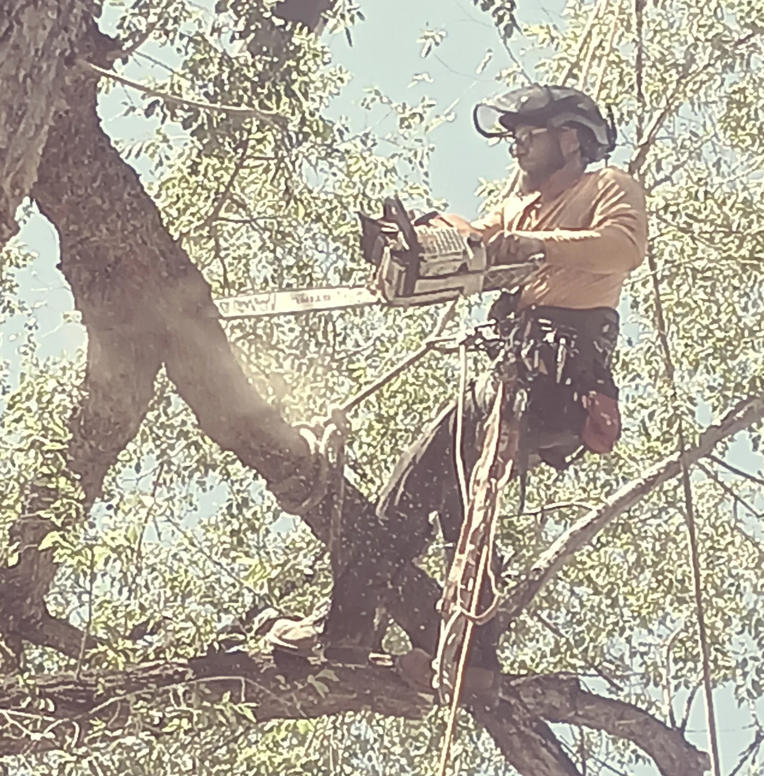 Certified arborist making a pruning cut in a tree canopy