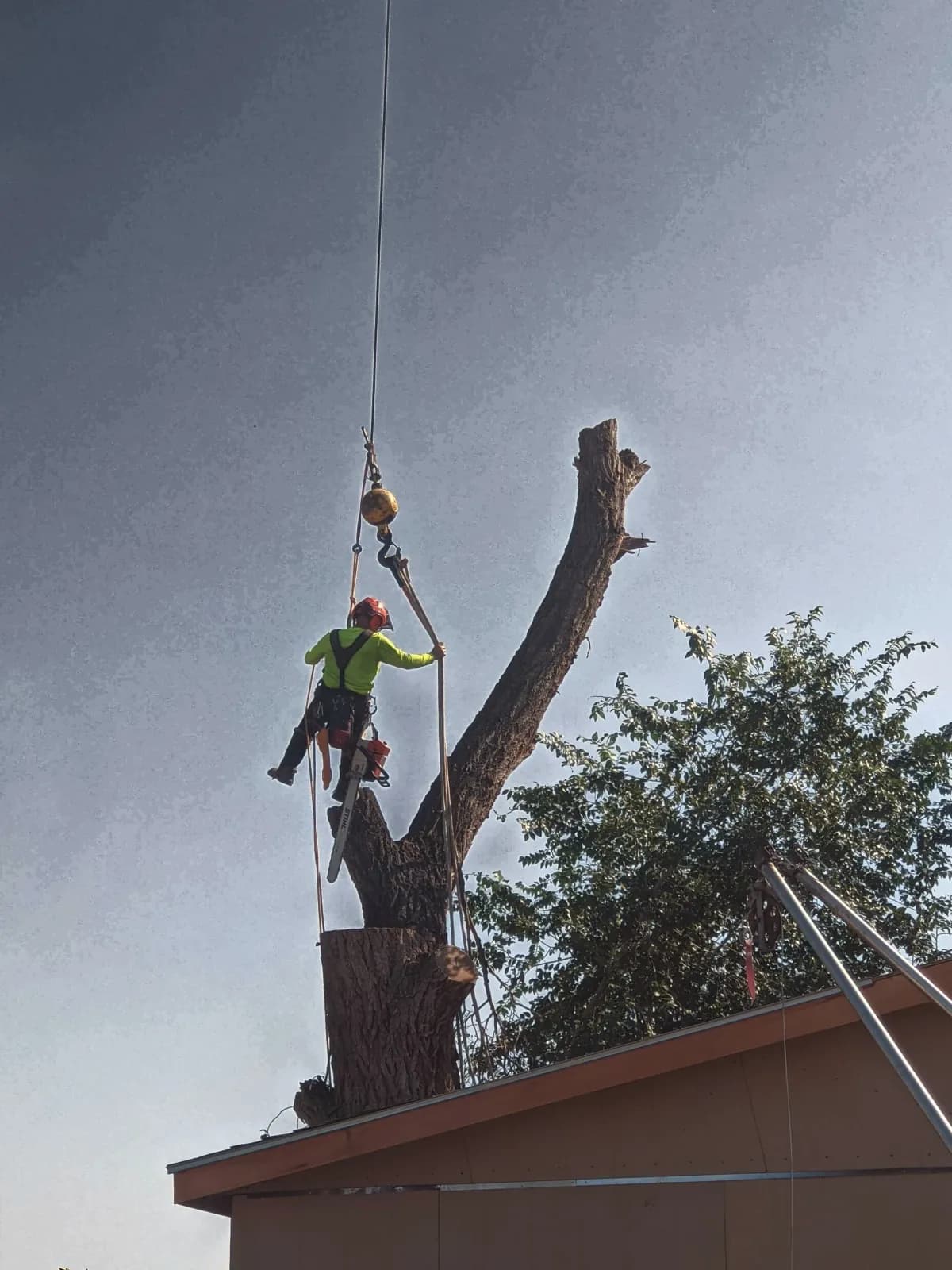 Tree limb being lowered with rigging lines