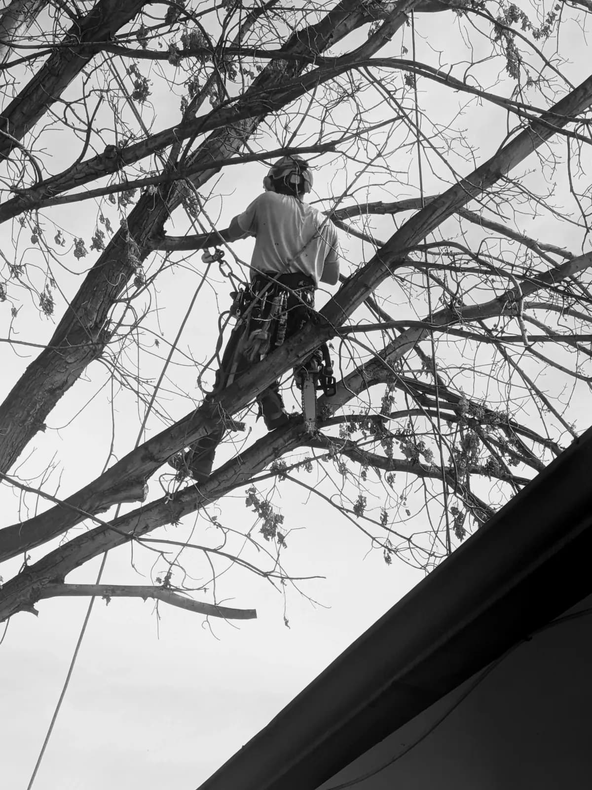 Tree crew evaluating a damaged tree before removal