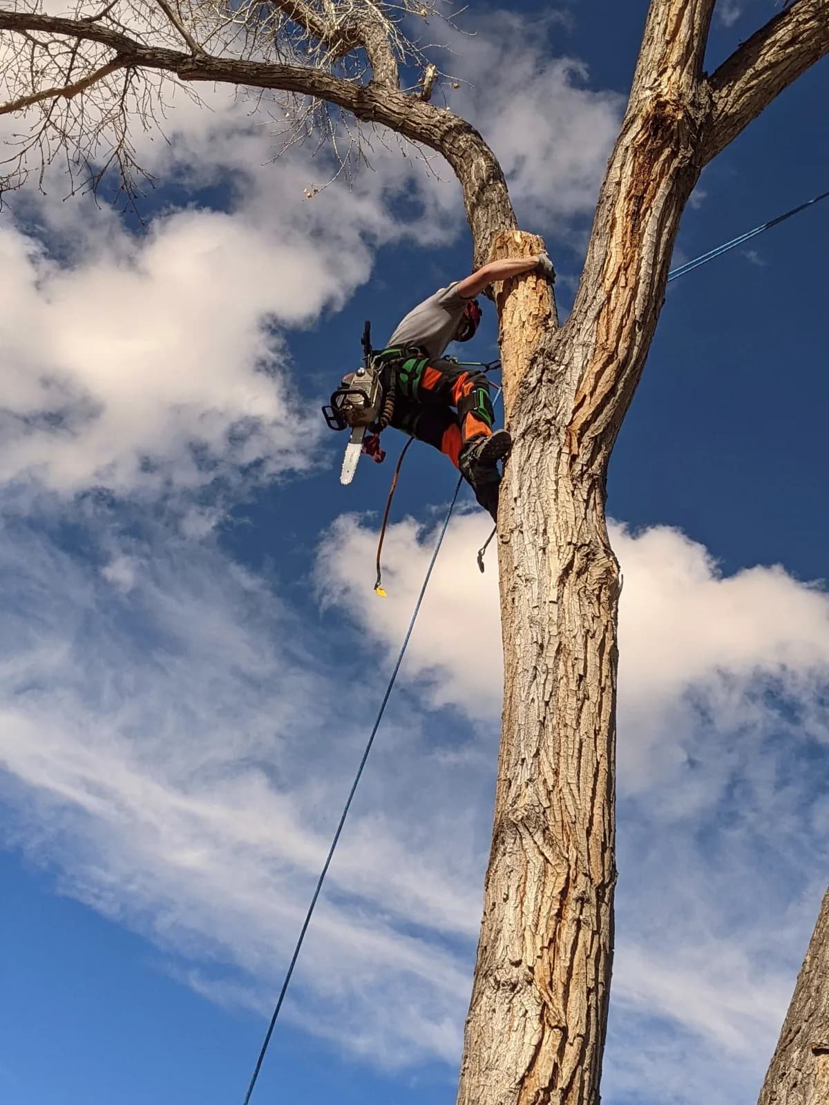 Professional tree climber working high in a tree canopy