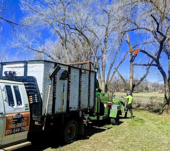 Top Notch Trees crew performing a controlled tree removal in Grand Junction