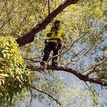 Top Notch Trees climber working safely high in a tree canopy