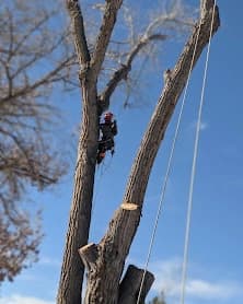 Top Notch Trees ground crew working on a tree service job in Grand Junction