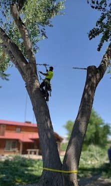 Tree crew using rigging and safety equipment in the canopy