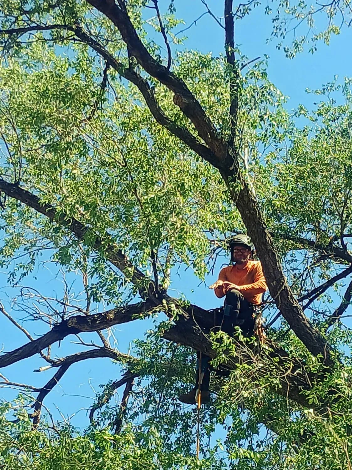 Arborist trimming branches from a mature tree canopy