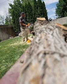 Close-up of a freshly cut tree trunk at ground level