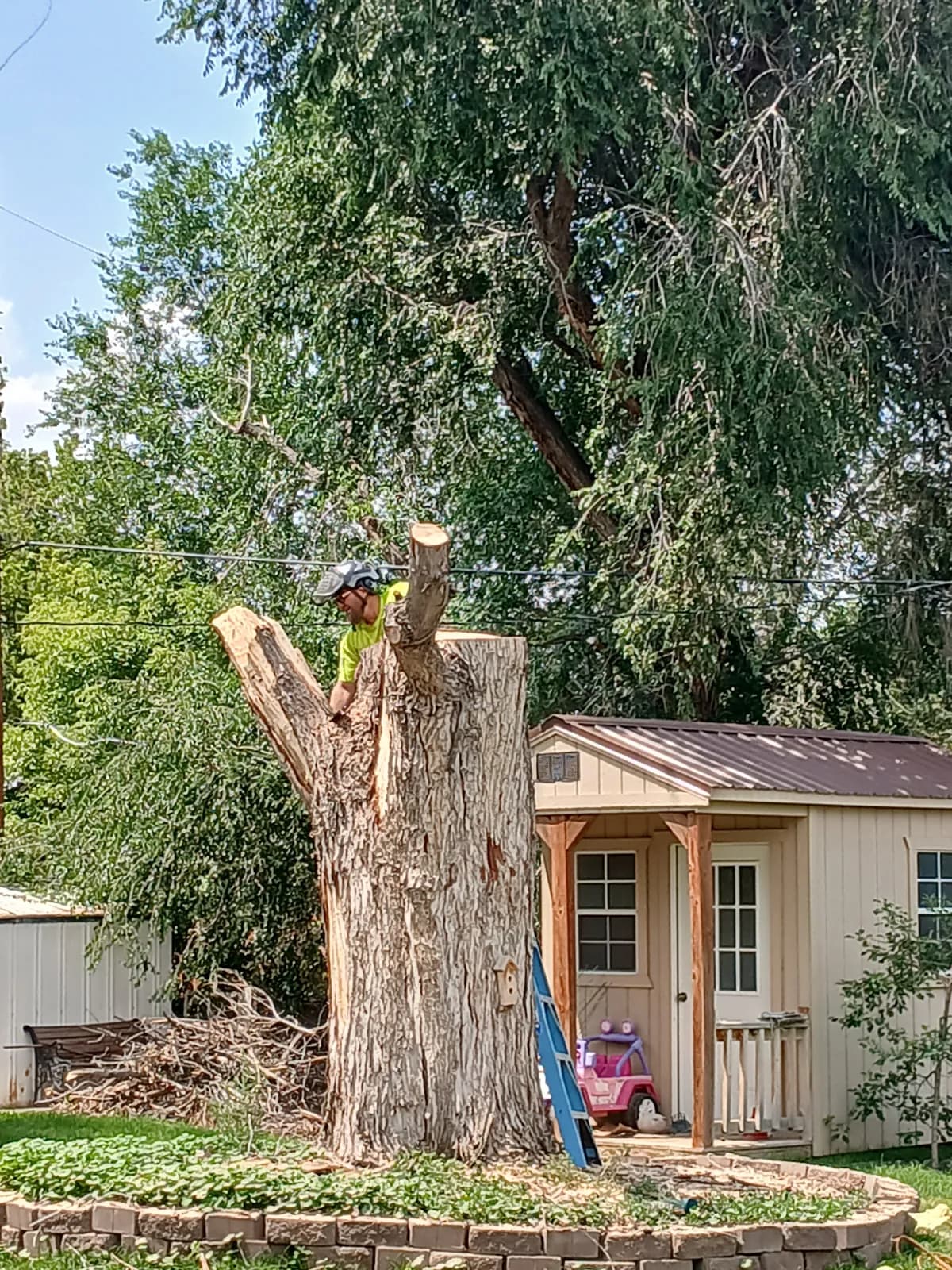 Large tree removal work near a home